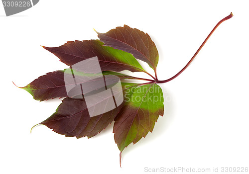 Image of Multicolor autumn grapes leaf (Parthenocissus quinquefolia folia