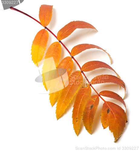 Image of Autumn rowan leaf