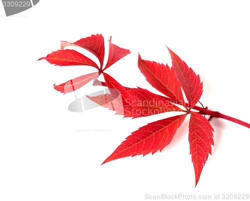Image of Red autumn twig of grapes leaves (Parthenocissus quinquefolia fo