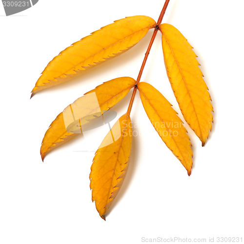 Image of Yellow rowan leaf 