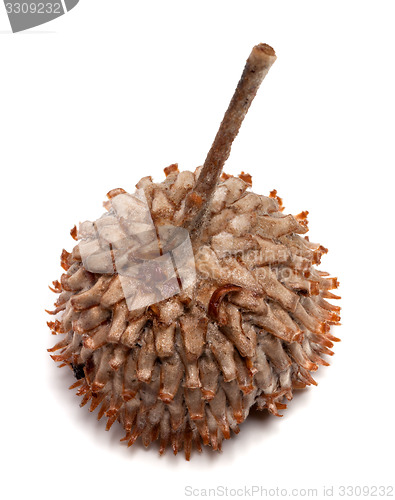 Image of Acorn hat on white background