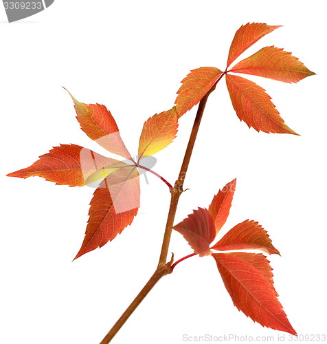 Image of Autumn branch of grapes leaves