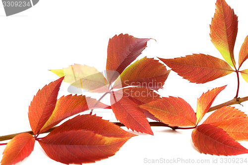 Image of Autumnal twig of grapes leaves (Parthenocissus quinquefolia foli