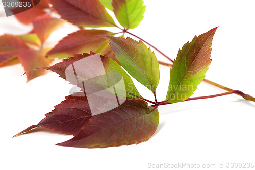 Image of Multicolor autumn grapes leaves (Parthenocissus quinquefolia fol