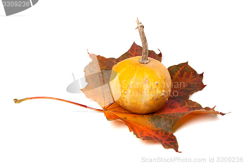 Image of Decorative pumpkin on red autumn maple-leaf