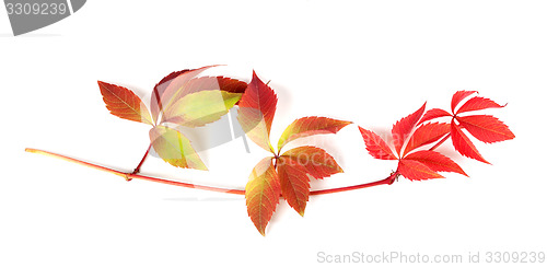 Image of Multicolor autumn branch of grapes leaves (Parthenocissus quinqu