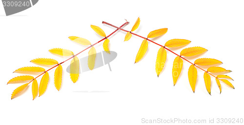 Image of Yellowed autumn rowan leaves on white background 