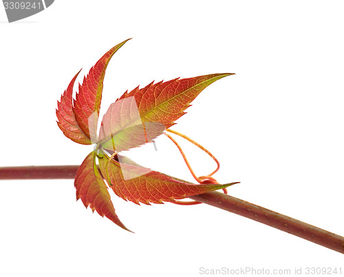 Image of Multicolor autumn twig of grapes leaves, parthenocissus quinquef