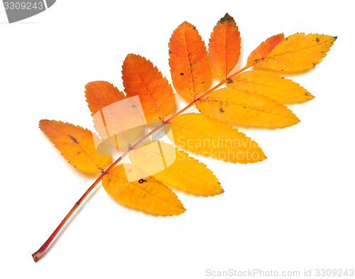 Image of Autumnal yellowed rowan leaf on white background