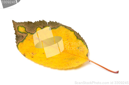 Image of Multicolor yellowed autumn leaf
