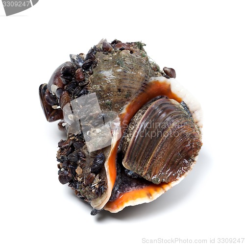 Image of Veined rapa whelk covered with small mussels