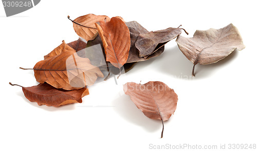 Image of Autumn dry magnolia leaves on white background