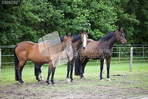 Image of Three Warmblood Horses on pasture