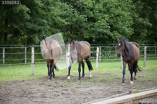 Image of Three Holsteiner horses