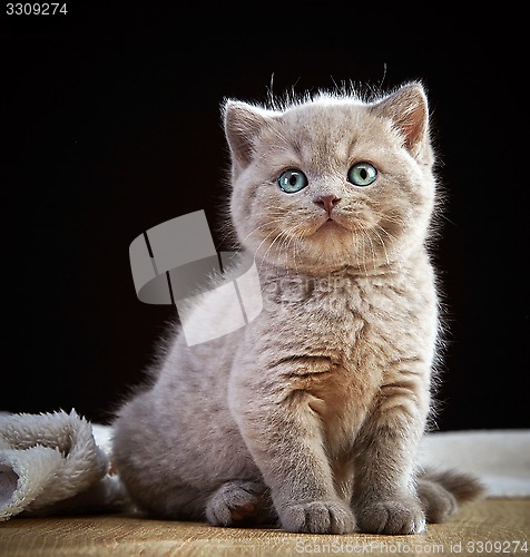 Image of portrait of british short hair kitten