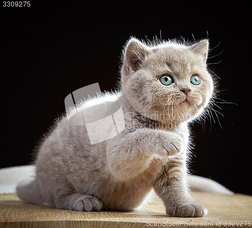 Image of portrait of british short hair kitten