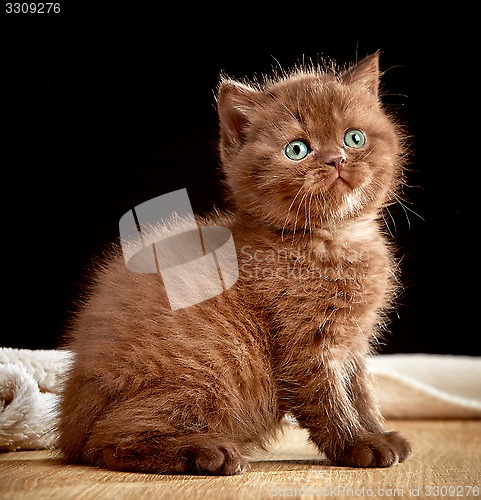 Image of Brown british kitten