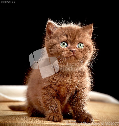 Image of Brown british kitten