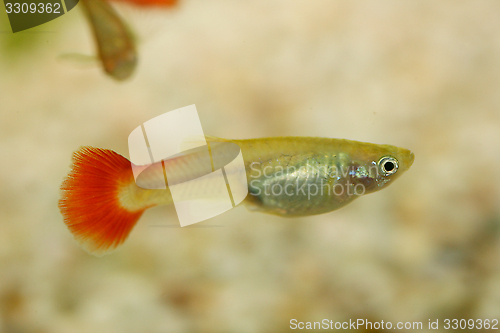 Image of Guppy   (Poecilia reticulata) 