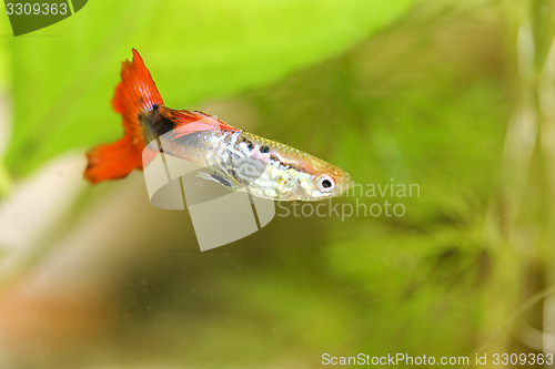 Image of Guppy   (Poecilia reticulata)