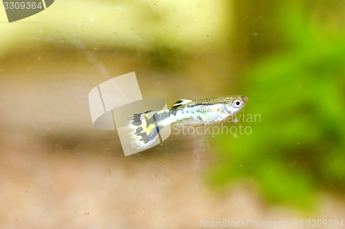 Image of Guppy   (Poecilia reticulata) 