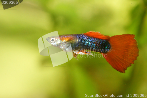 Image of Guppy   (Poecilia reticulata)