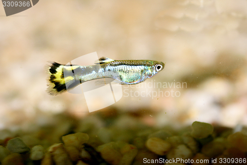 Image of Guppy   (Poecilia reticulata) 