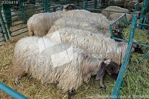 Image of Sheep