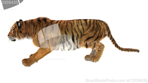 Image of Tiger