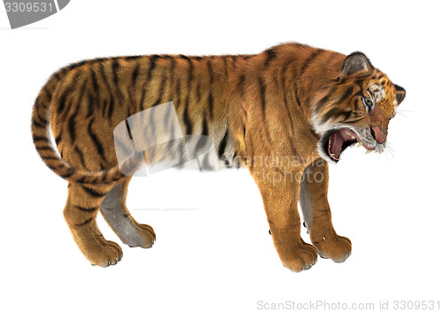 Image of Tiger