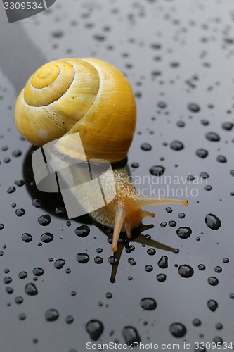 Image of Snail on dark surface