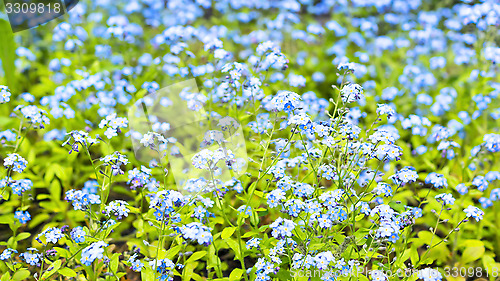 Image of Carpet of small blue flowers