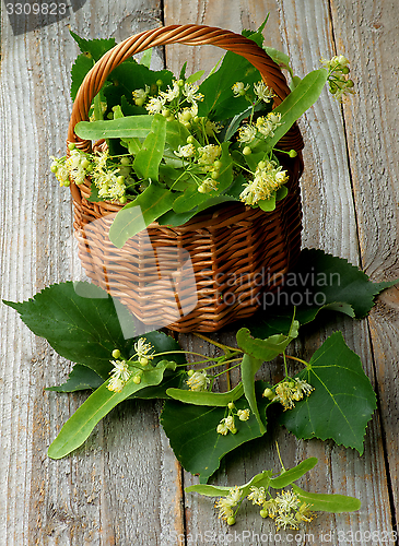 Image of Linden-Tree Blossom