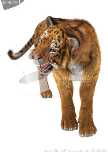 Image of Tiger