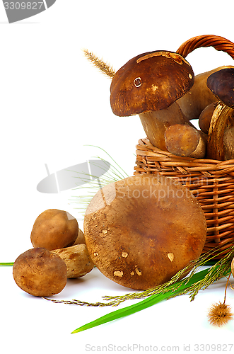 Image of Boletus Mushrooms