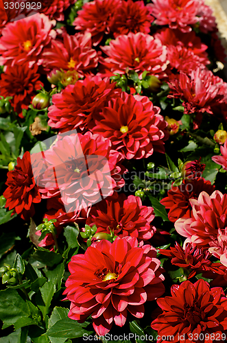 Image of Red Dahlias