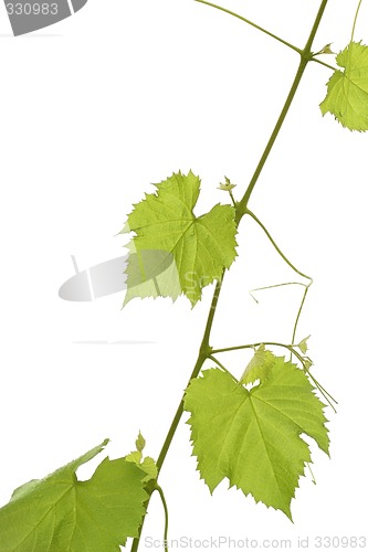 Image of Grape leaf