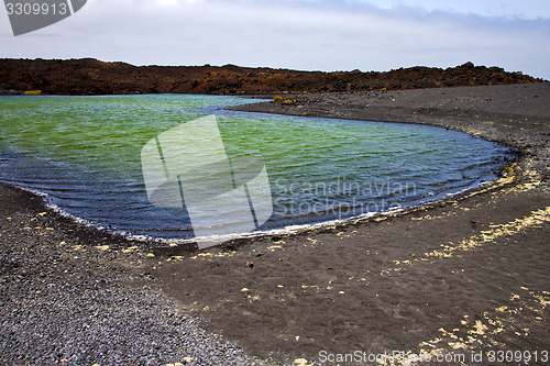 Image of plant stone  atlantic rock  coastline summer 