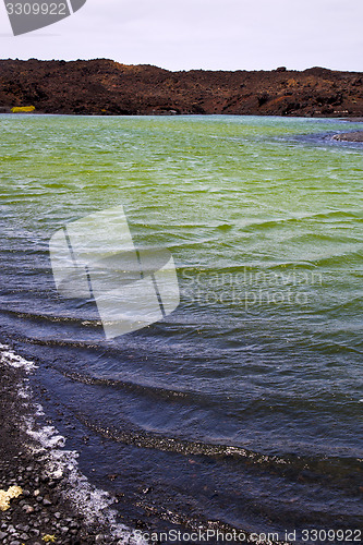 Image of plant   in el golfo  spain musk pond rock  coastline   summer 