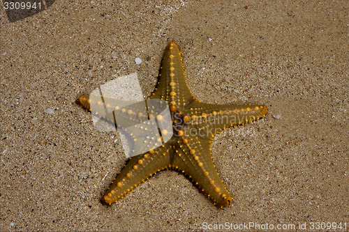 Image of starfish coastline in the   lagoon   of zanzibar