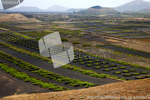 Image of  cultivation home viticulture  spain lvine screwcrops  barrel