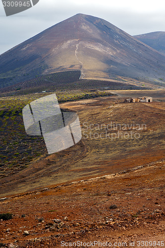 Image of home viticulture    wall crops  cultivation barrel