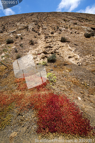 Image of flower  bush timanfaya  in los  lanzarote spain 