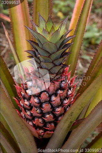 Image of pineapple in the bush