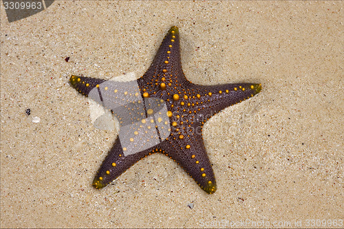 Image of starfish coastline in the  of zanzibar tanzania