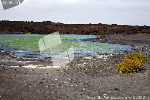 Image of plant stone  atlantic ocean    coastline and summer 