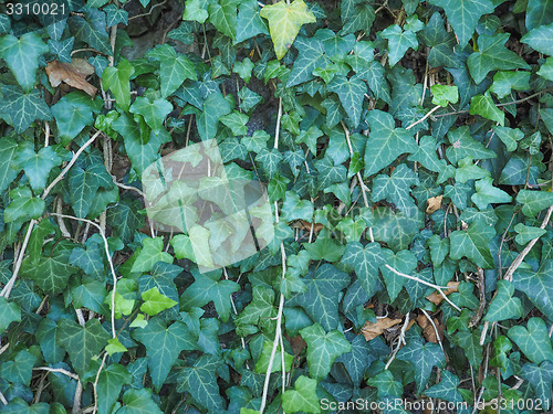 Image of Green ivy background