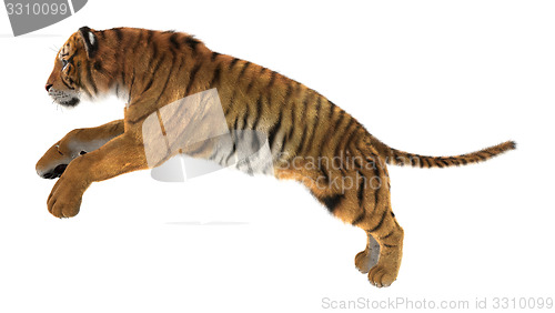 Image of Tiger