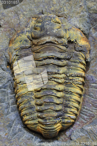 Image of trilobite fossil as very nice background