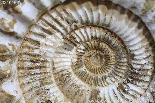 Image of ammonites fossil background